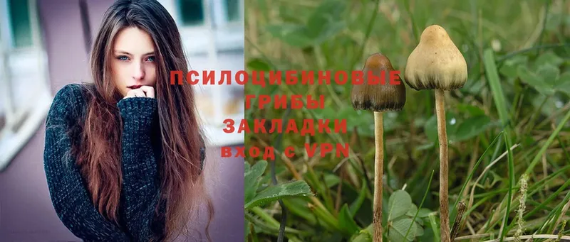 Галлюциногенные грибы Magic Shrooms  Лодейное Поле 